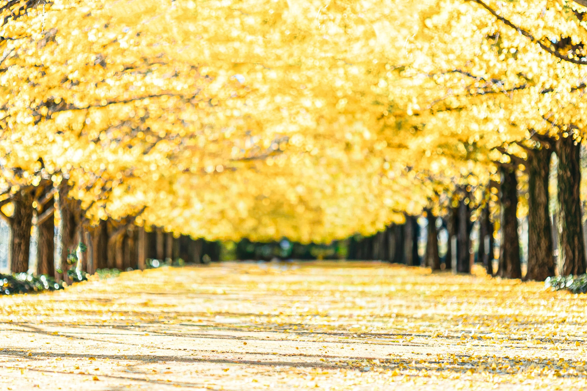 イチョウ並木の写真